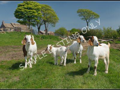 Liberian Live Boer Goats