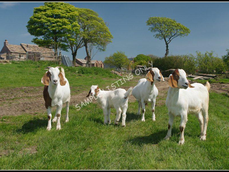 Liberian Live Boer Goats
