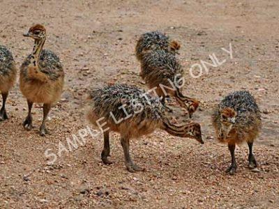 Liberia Ostrich Chicks