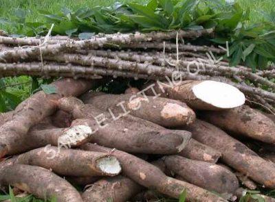 Fresh Liberia Cassava