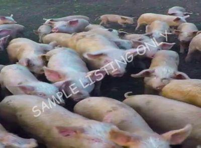 Liberia Healthy Pigs