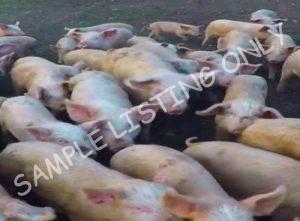 Liberia Healthy Pigs